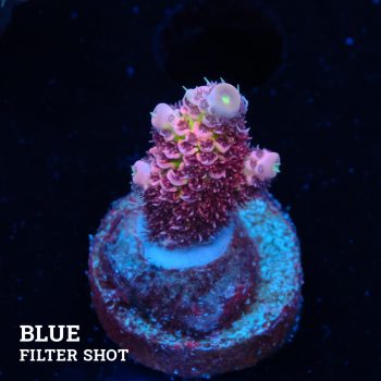 Acropora Millepora 'Pink Rainbow'