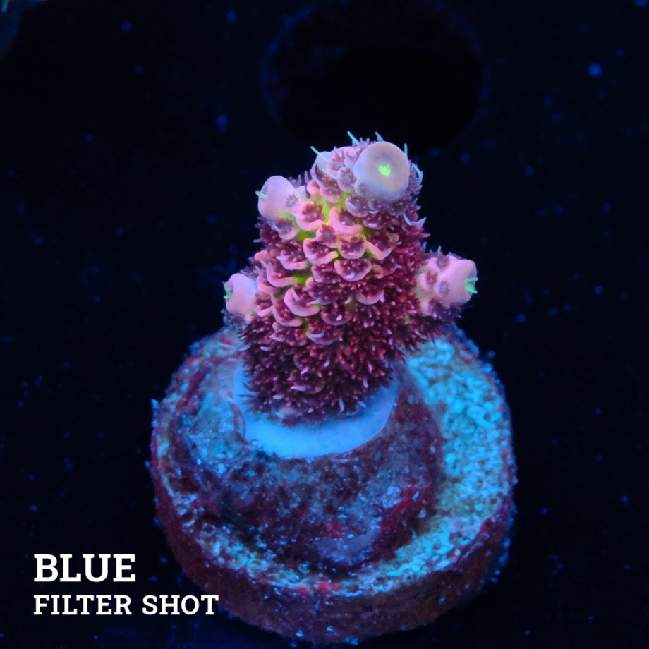 Acropora Millepora 'Pink Rainbow'