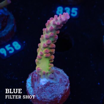TK Ultra Stag