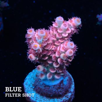 Acropora Tenuis 'Pink'