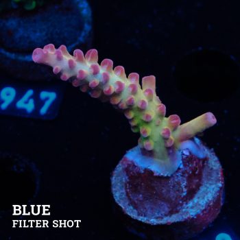 TK Ultra Stag