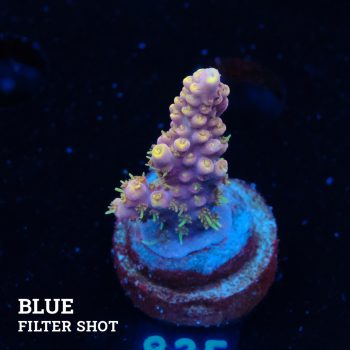 Acropora 'Rose & Yellow'
