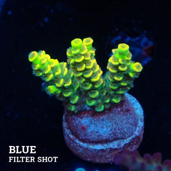 Acropora Tenuis 'Yellow'