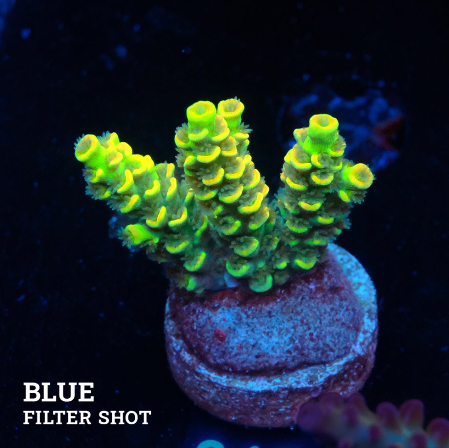 Acropora Tenuis 'Yellow'