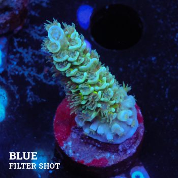Acropora Tenuis 'Metallic'