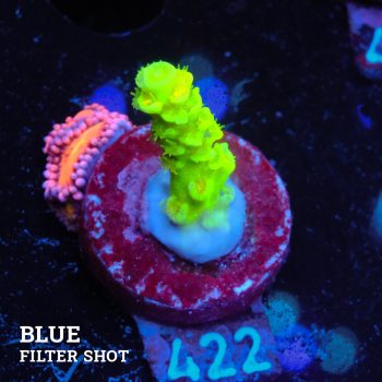 Acropora Tenuis 'Neon Green'