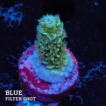 Acropora Tenuis 'Metallic'