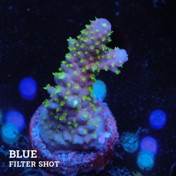Acropora Gimmifera 'Rainbow'