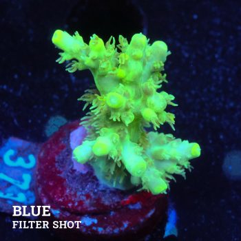 Acropora Aculeus