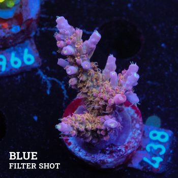 Acropora 'Confetti'