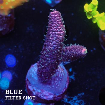 Acropora 'Pink Rainbow'