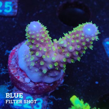 Acropora Gimmifera 'Rainbow'