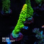 Acropora Tenuis 'Green Rainbow'