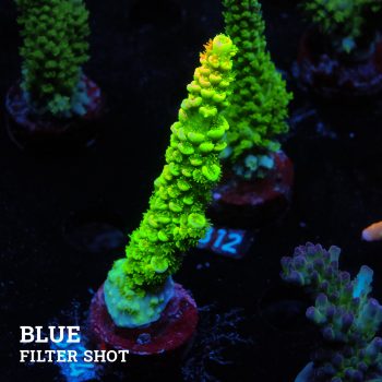 Acropora Tenuis 'Green Rainbow'
