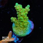 TK Honey Dew
