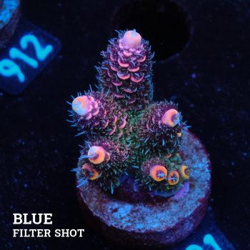 Acropora 'Pink Rainbow'