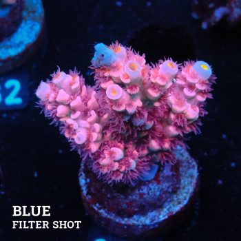 Acropora Tenuis 'Pink'
