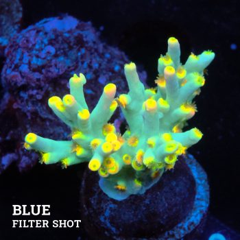 Acropora 'Flaming Yellow'