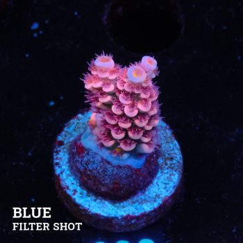 Acropora Tenuis 'Pink'