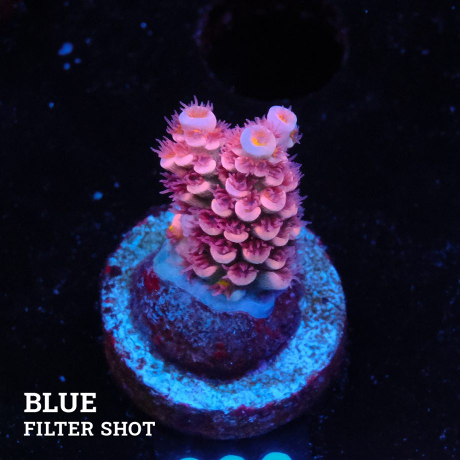 Acropora Tenuis 'Pink'