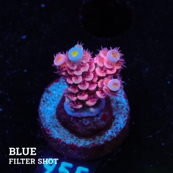 Acropora Tenuis 'Pink'