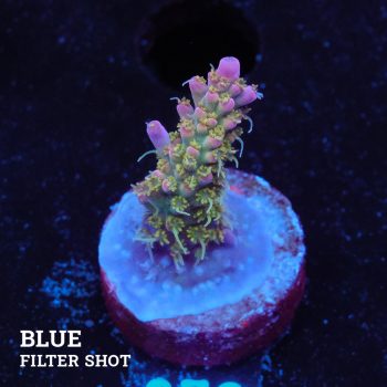 Acropora 'Confetti Purple Base'
