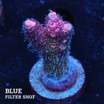 Acropora 'Pink Rainbow'