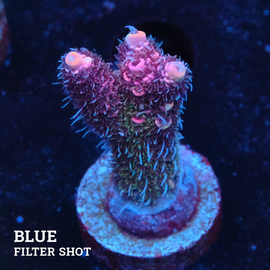 Acropora 'Pink Rainbow'