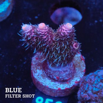 Acropora 'Pink Rainbow'