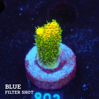 Acropora Millepora 'Yellow & Green'