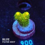 Acropora Millepora 'Yellow & Green'