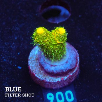Acropora Millepora 'Yellow & Green'