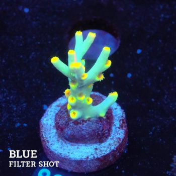 Acropora 'Flaming Yellow'