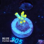 Acropora 'Flaming Yellow'