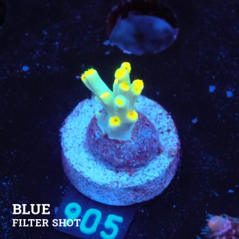 Acropora 'Flaming Yellow'