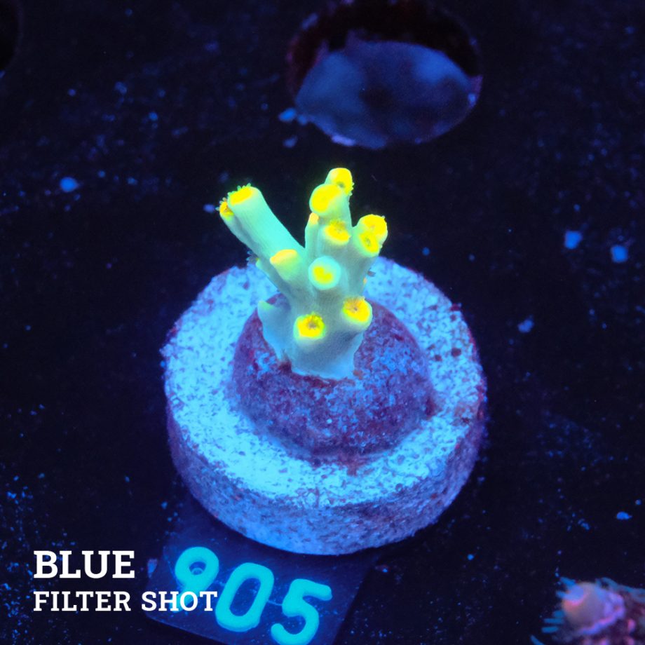 Acropora 'Flaming Yellow'