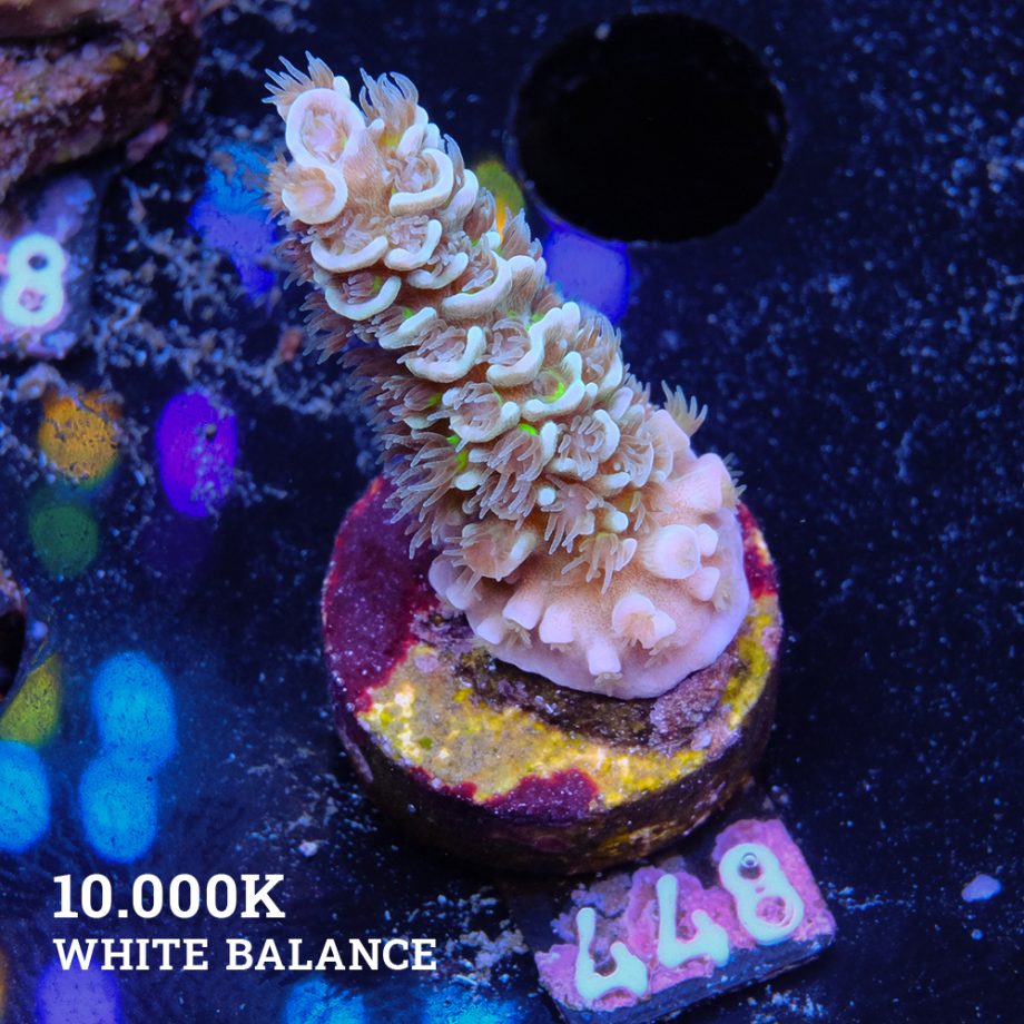 Acropora Tenuis 'Metallic'