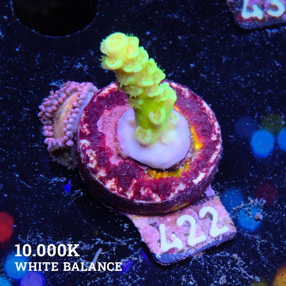 Acropora Tenuis 'Neon Green'