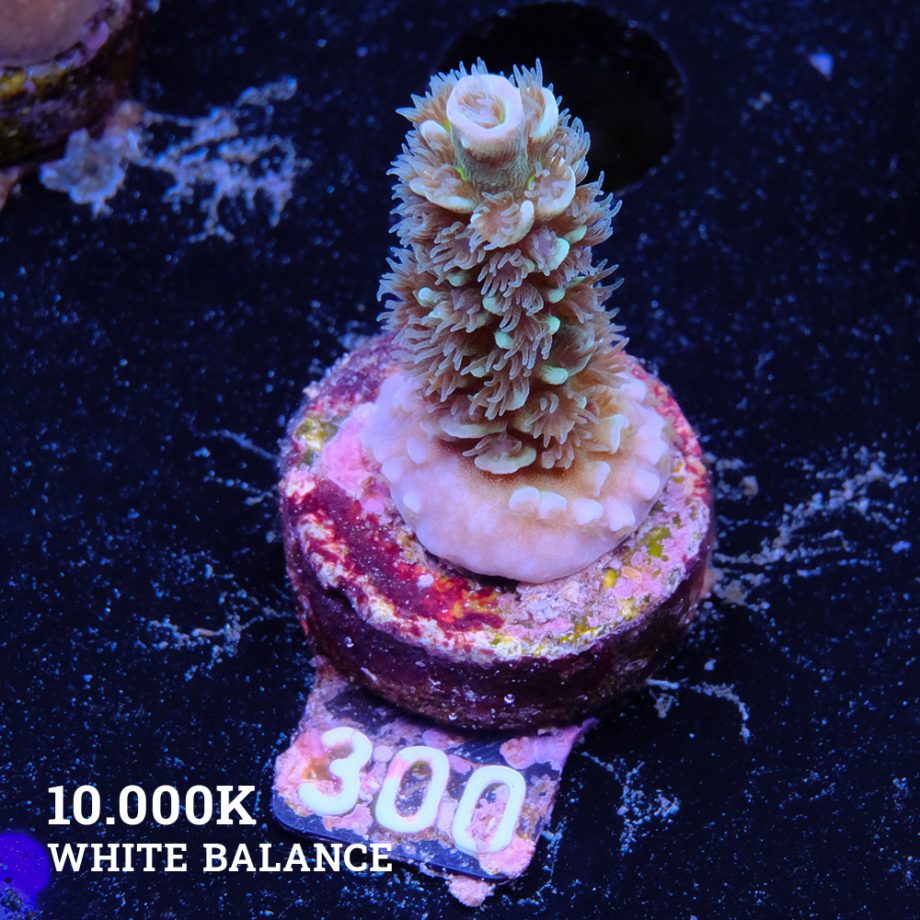 Acropora Tenuis 'Metallic'