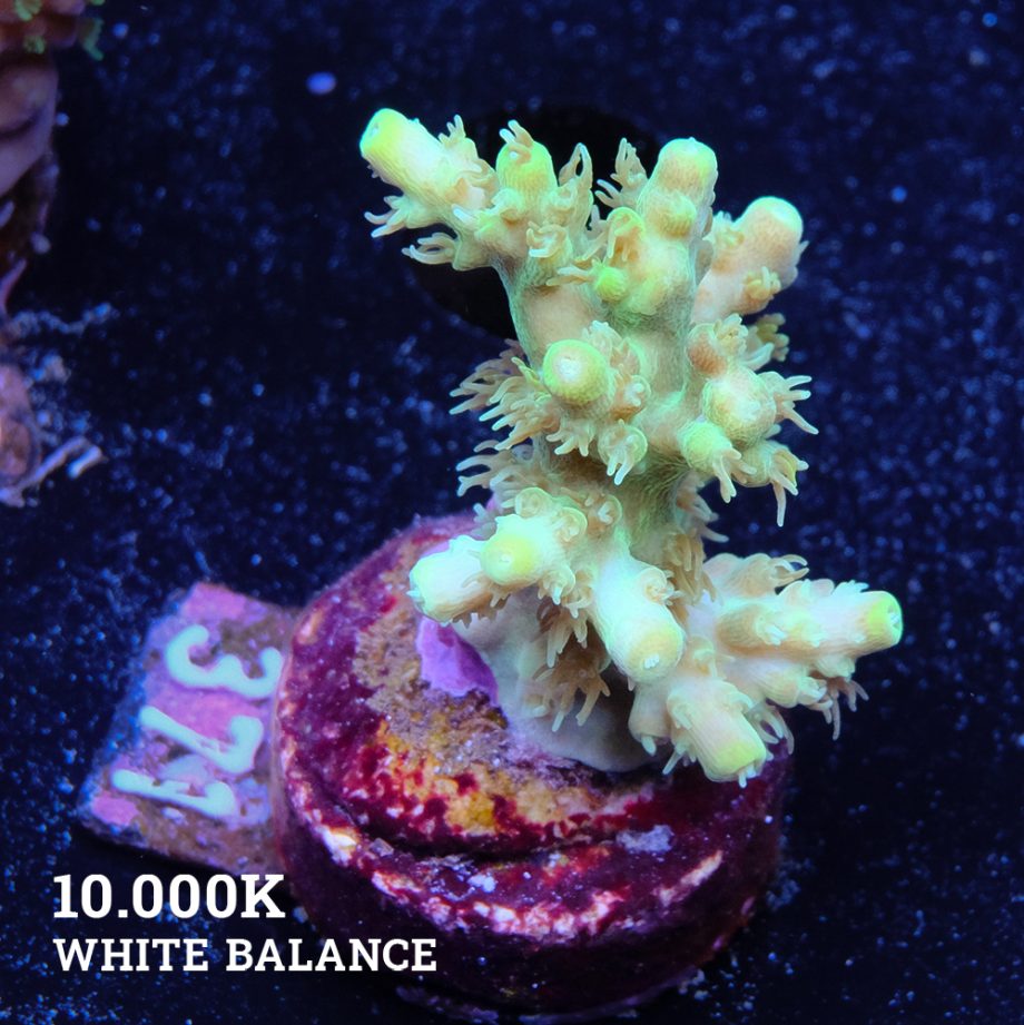 Acropora Aculeus
