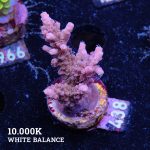 Acropora 'Confetti'