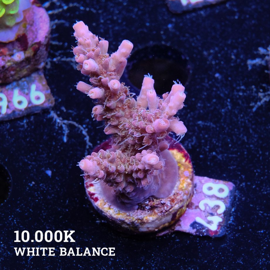 Acropora 'Confetti'