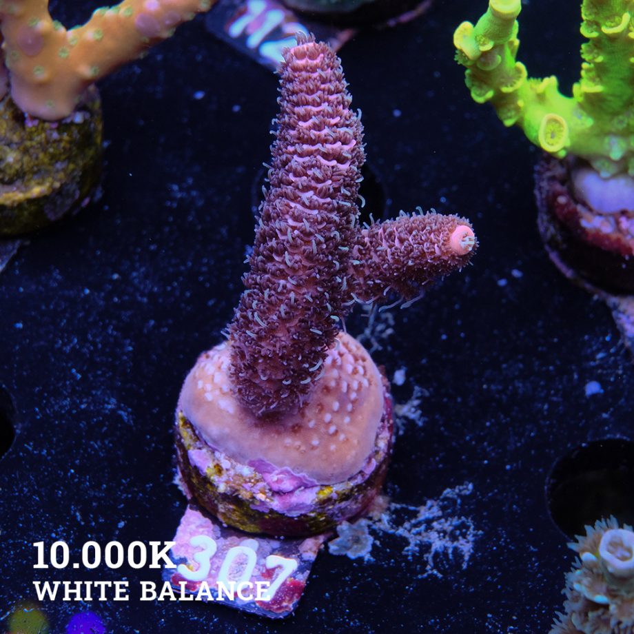 Acropora 'Pink Rainbow'