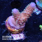 Acropora Gimmifera 'Rainbow'