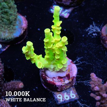 Acropora Tenuis 'Neon Green'