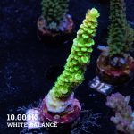 Acropora Tenuis 'Green Rainbow'