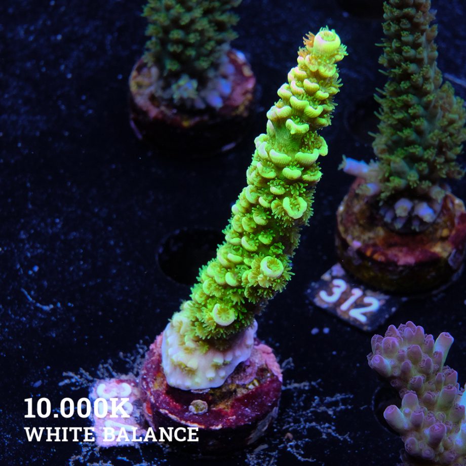 Acropora Tenuis 'Green Rainbow'