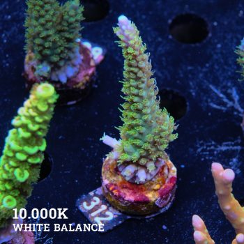 Acropora Chesterfieldensis