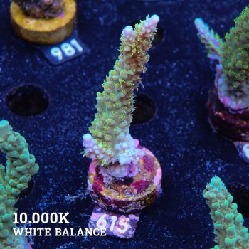 Acropora Chesterfieldensis