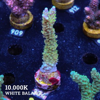 Acropora Chesterfieldensis